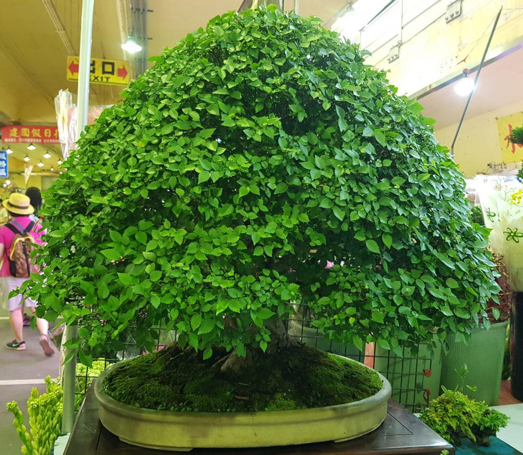 Jianguo Flower Market