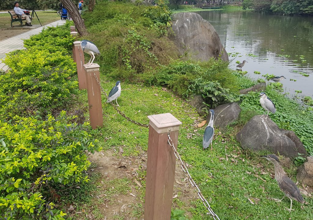 Daan Forest Park Birds