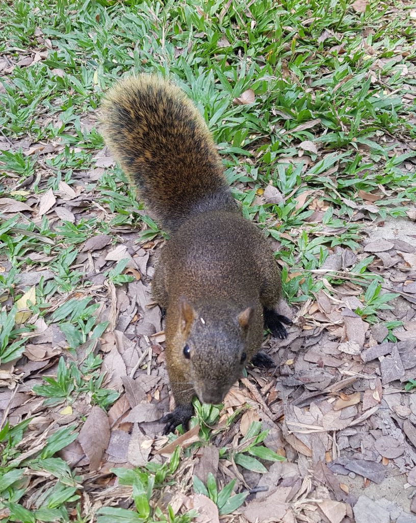 Daan Forest Park Squirrel