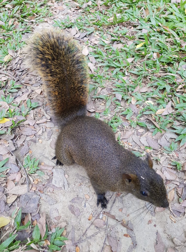 Daan Forest Park Squirrel