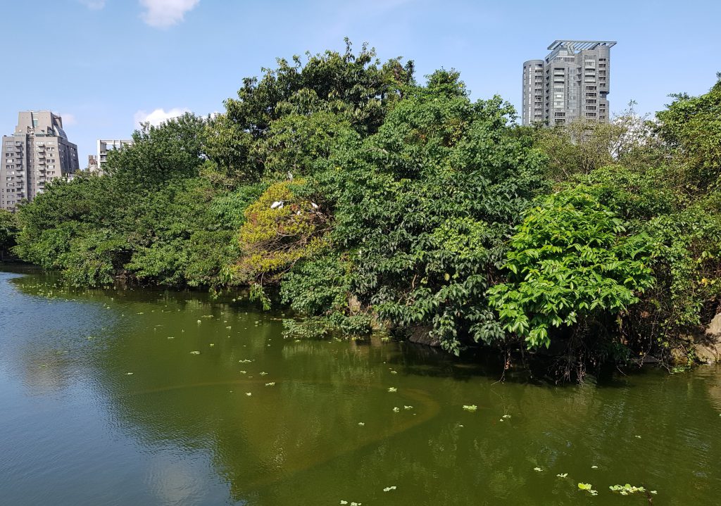 Daan Forest Park bird island