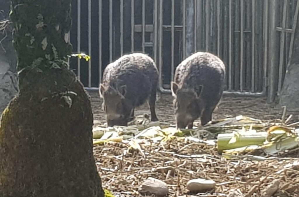 Formosan Animal Area