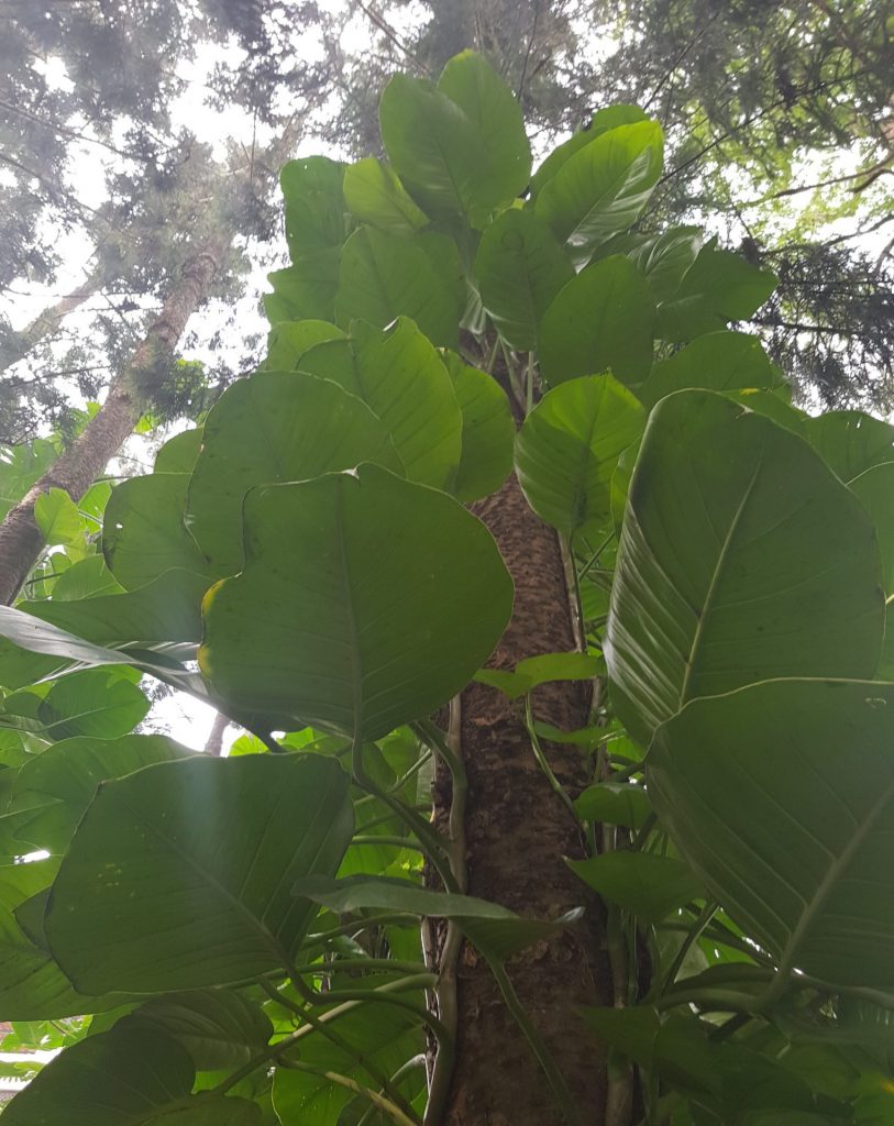 Taipei Botanical Garden