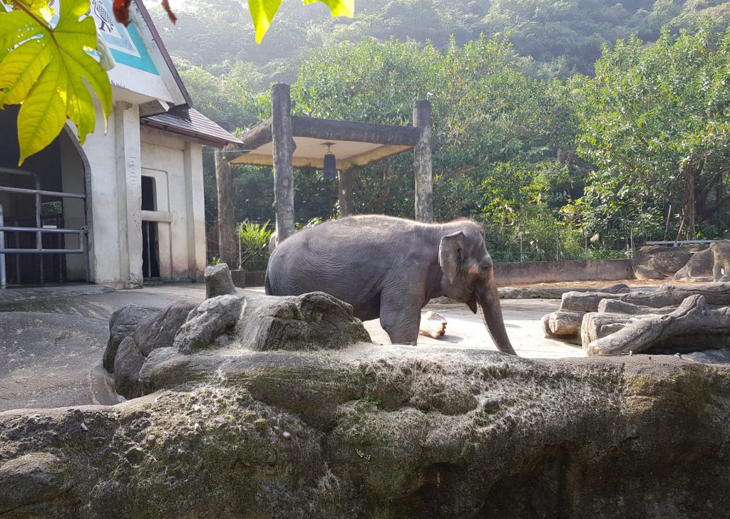 Taipei Zoo African Animals