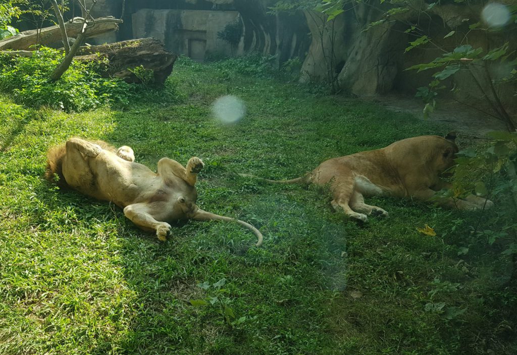 Taipei Zoo African Animals