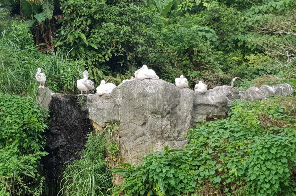 Taipei Zoo Bird World