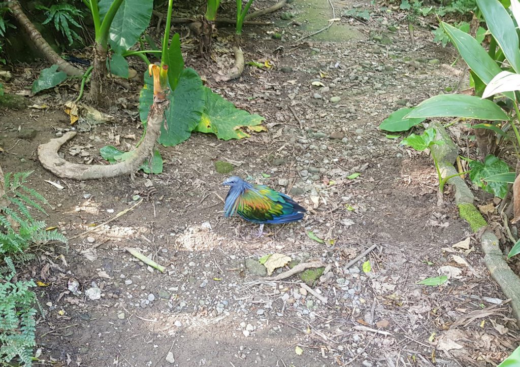 Taipei Zoo Bird World