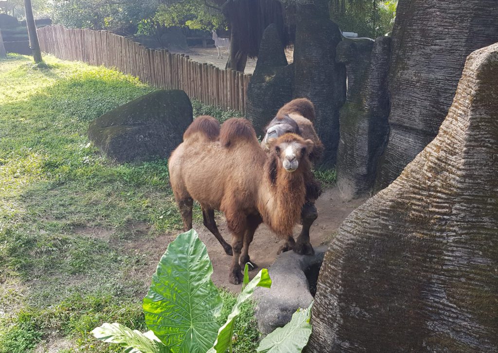 Taipei Zoo Desert