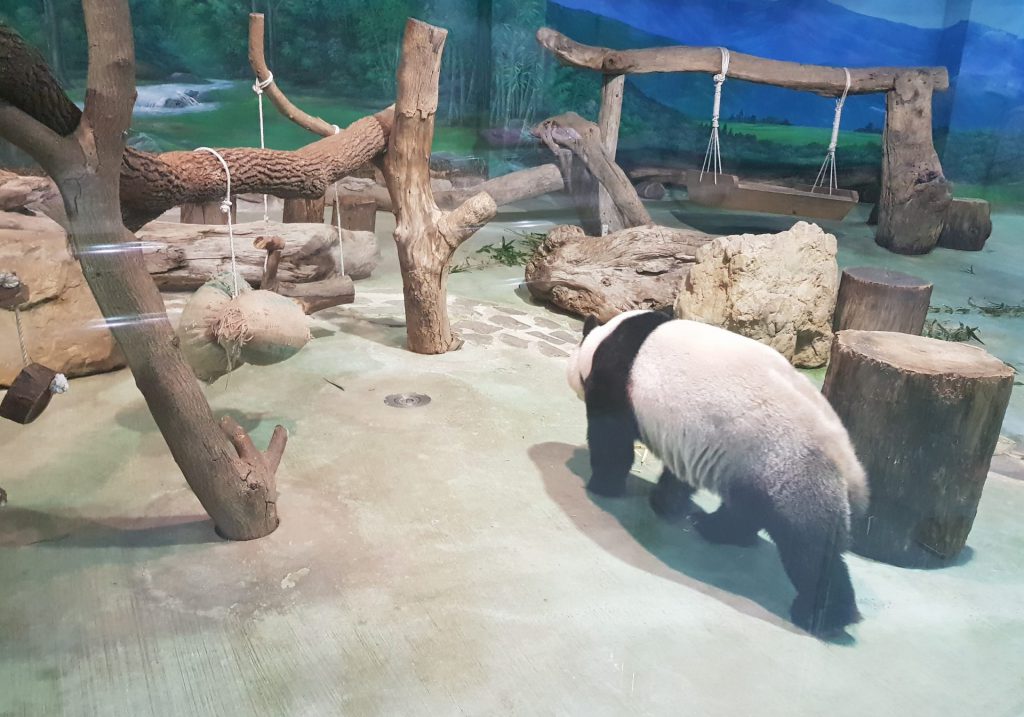 Taipei Zoo Giant Pandas