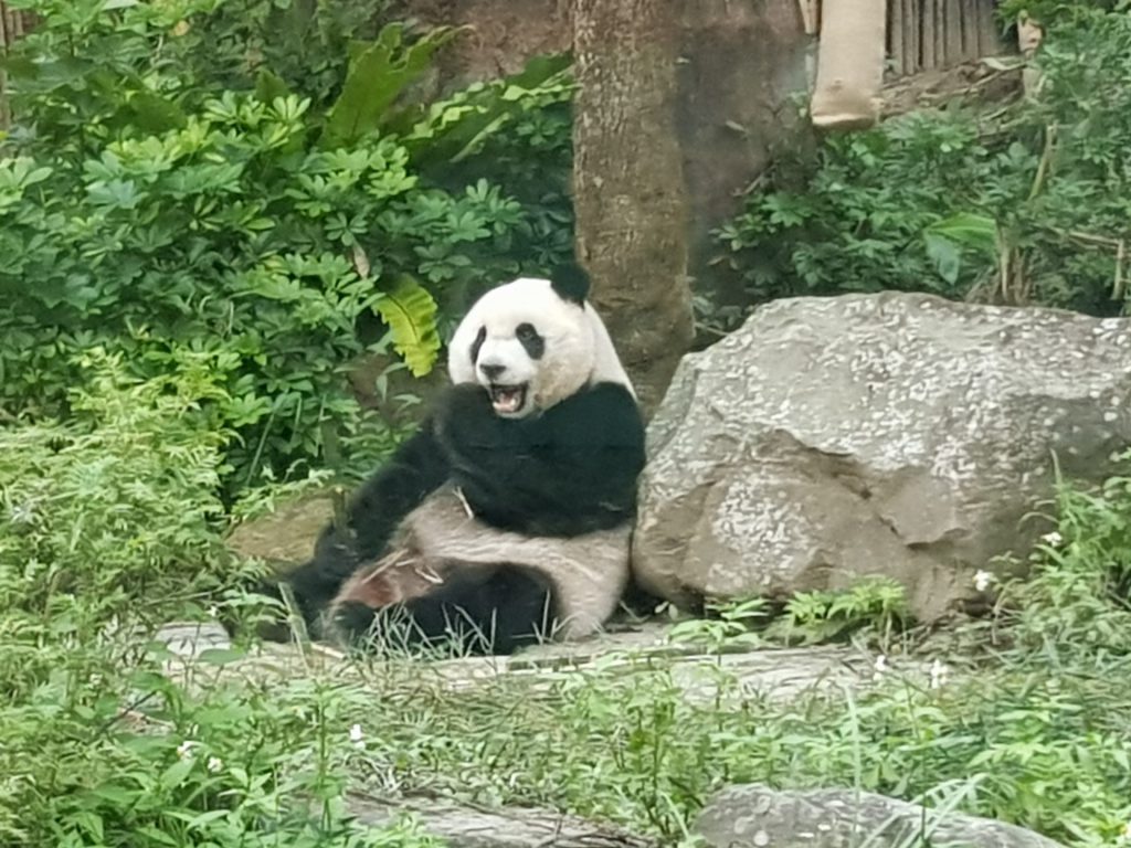 Taipei Zoo Giant Pandas