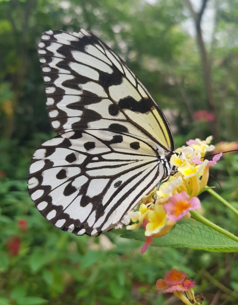 Taipei Zoo Insectarium