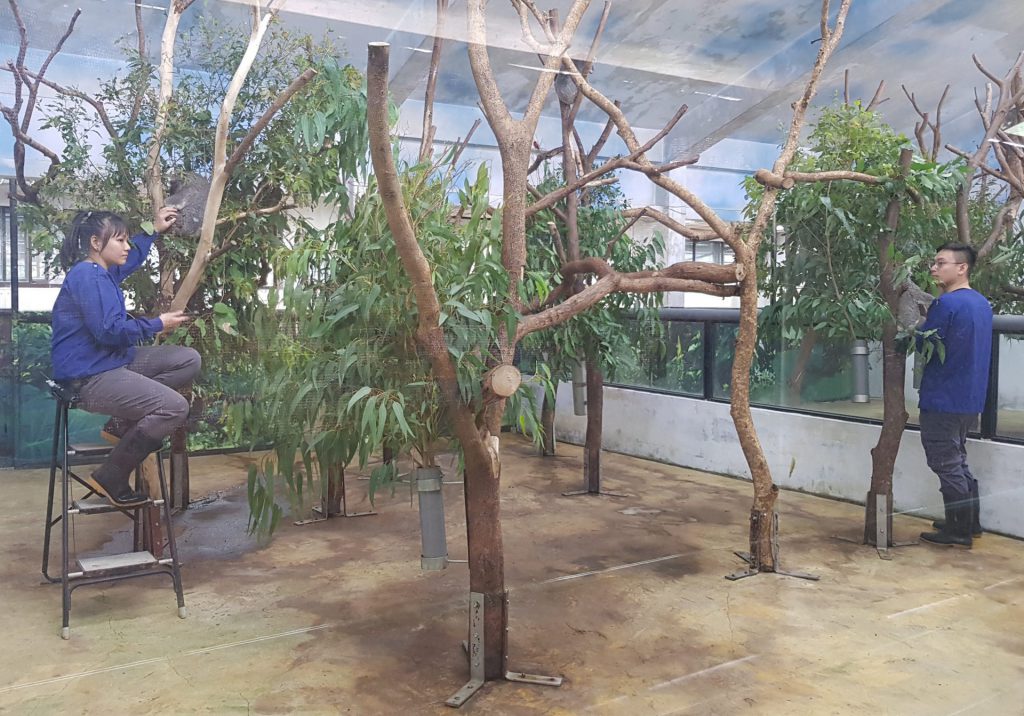 Taipei Zoo Koala House