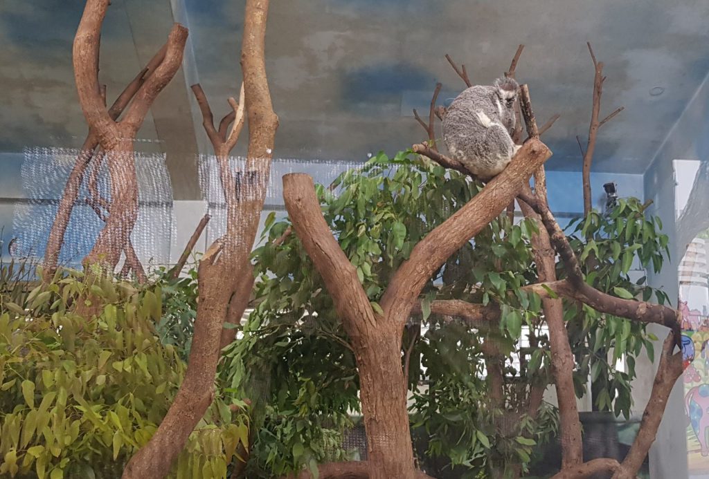 Taipei Zoo Koala House