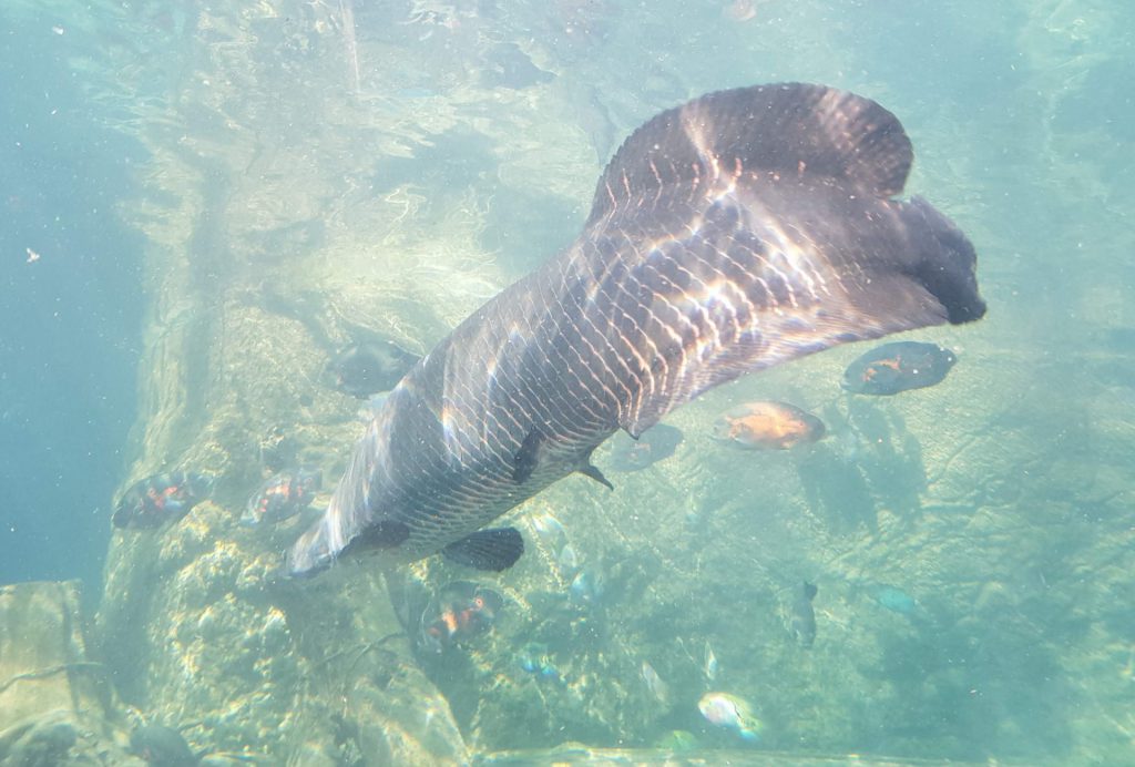 Taipei Zoo Pangolin Dome