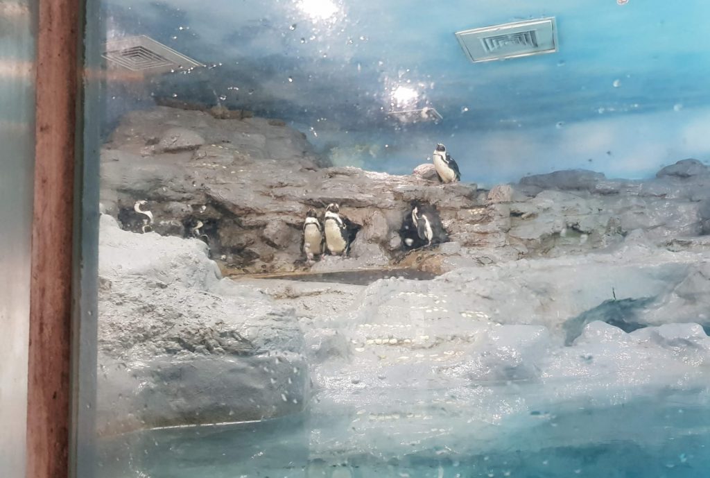 Taipei Zoo Penguin House