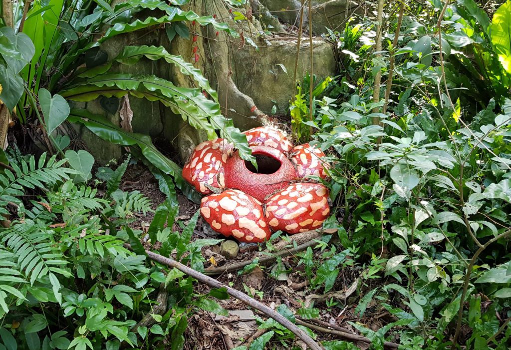 Taipei Zoo Tropical Rainforest