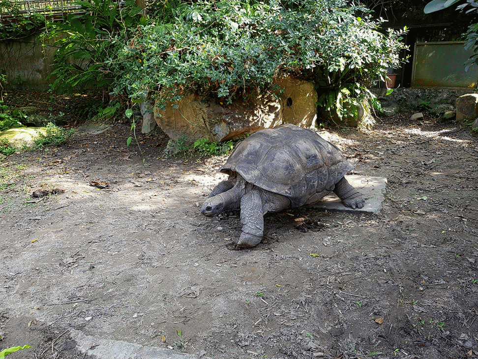 Taipei Zoo Aldabra Giant Tortoise